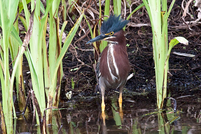 Green Heron at Green Key Wetlands, Boynton Beach, Florida