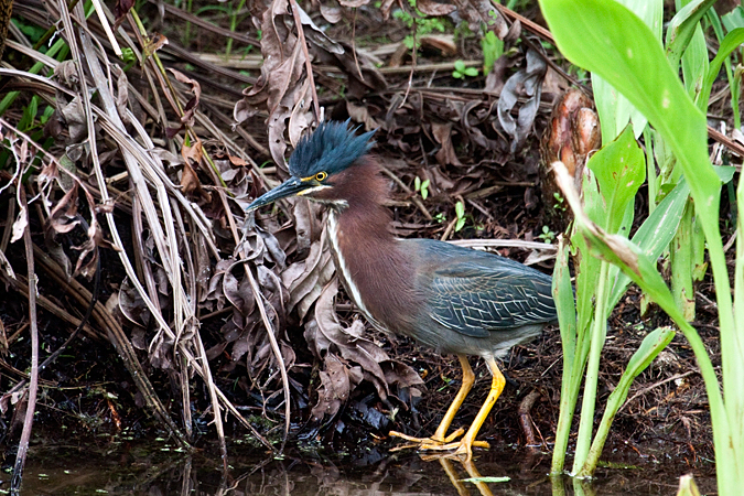 Green Heron at Green Key Wetlands, Boynton Beach, Florida