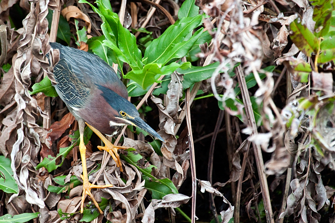 Green Heron at Green Key Wetlands, Boynton Beach, Florida