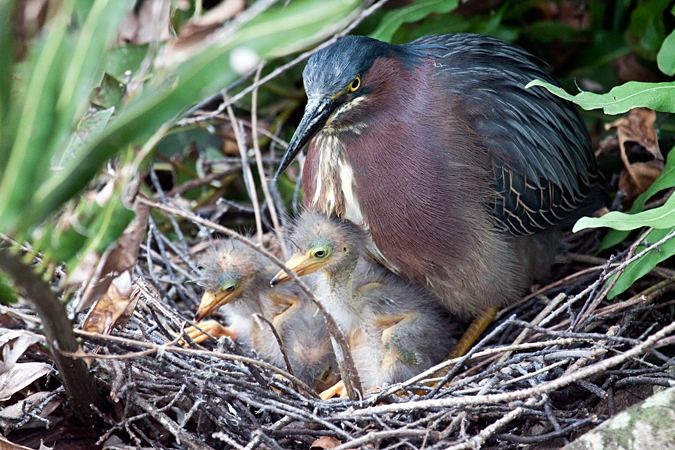 Nesting Green Heron and Juvenile Green Herons, Wakodahatchee Wetlands Park, Florida