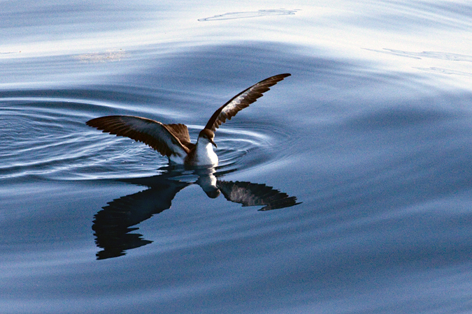 Great Shearwater, Pelagic out of Ponce Inlet, Florida