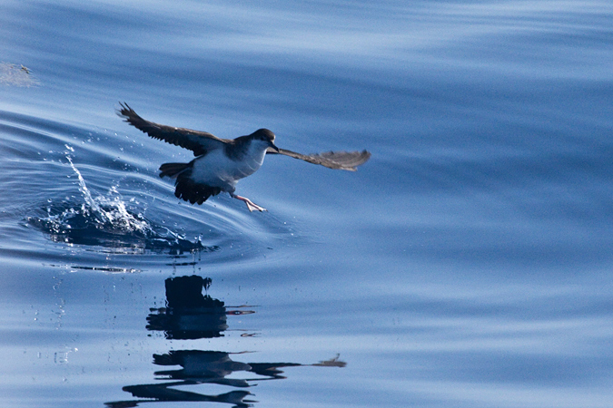 Great Shearwater, Pelagic out of Ponce Inlet, Florida