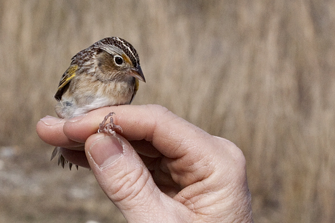 Grasshopper Sparrow, Weekiwachee Preserve, Hernando County, Florida by Richard L. Becker