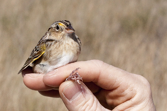 Grasshopper Sparrow, Weekiwachee Preserve, Hernando County, Florida by Richard L. Becker