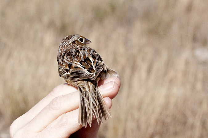 Grasshopper Sparrow, Weekiwachee Preserve, Hernando County, Florida by Richard L. Becker