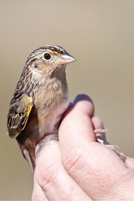 Grasshopper Sparrow, Weekiwachee Preserve, Hernando County, Florida by Richard L. Becker