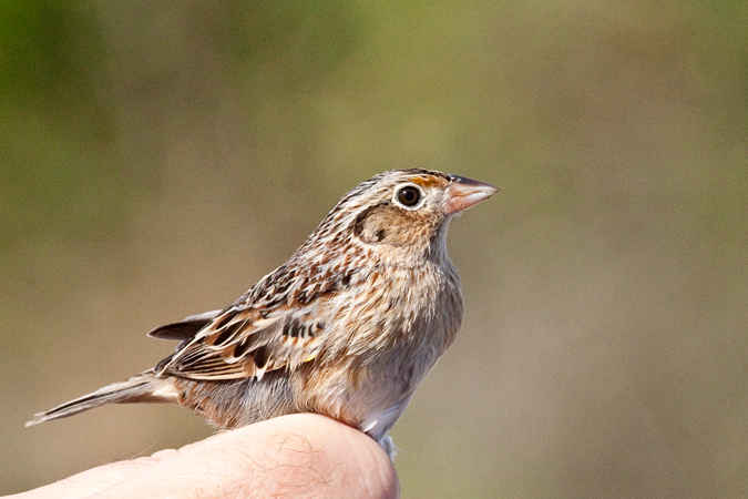 Grasshopper Sparrow, Weekiwachee Preserve, Hernando County, Florida by Richard L. Becker