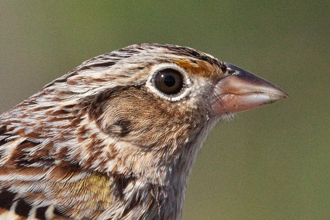 Grasshopper Sparrow, Weekiwachee Preserve, Hernando County, Florida by Richard L. Becker