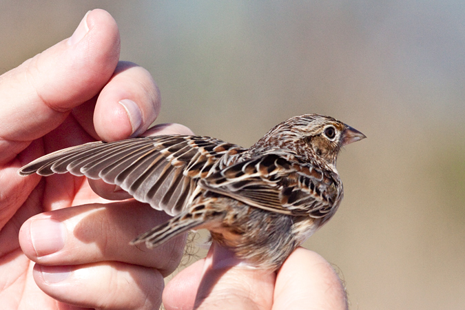 Grasshopper Sparrow, Weekiwachee Preserve, Hernando County, Florida by Richard L. Becker