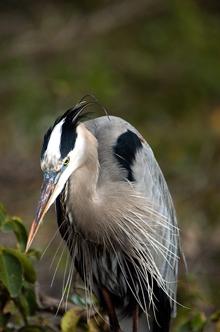 Great Blue Heron, Wakodahatchee Wetlands, Boynton Beach, Florida