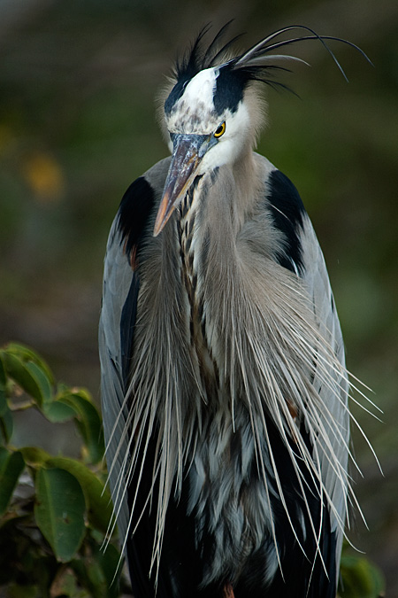 Great Blue Heron, Wakodahatchee Wetlands, Boynton Beach, Florida