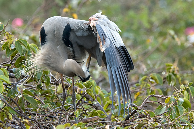 Great Blue Heron, Wakodahatchee Wetlands, Boynton Beach, Florida