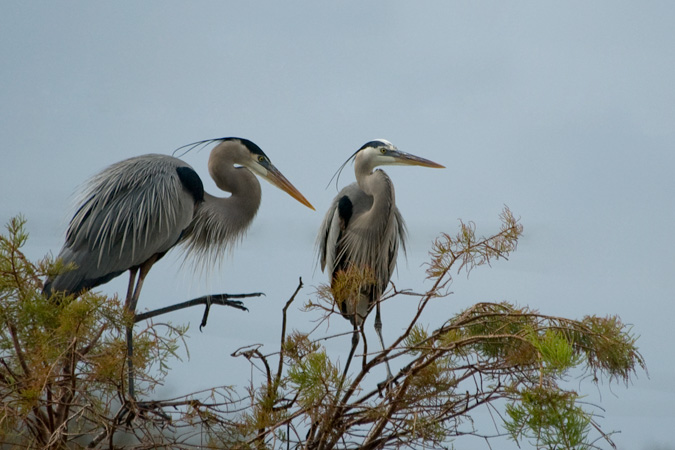 Great Blue Heron, Wakodahatchee Wetlands, Boynton Beach, Florida