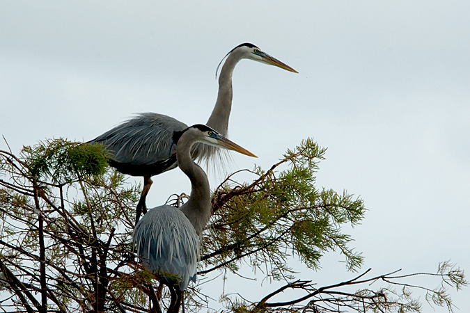 Great Blue Heron, Wakodahatchee Wetlands, Boynton Beach, Florida