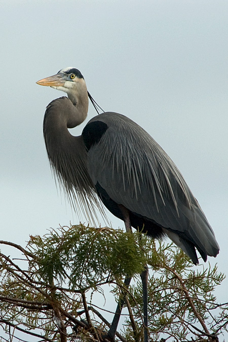 Great Blue Heron, Wakodahatchee Wetlands, Boynton Beach, Florida