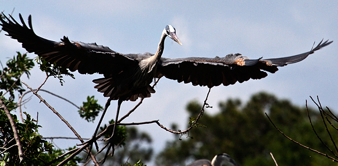 Great Blue Heron, Venice Rookery, Venice Florida, Florida