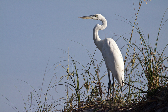 Great White Heron, Great Blue Heron, Huguenot Memorial Park, Jacksonville, Florida