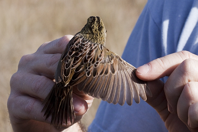 Henslow's Sparrow, Weekiwachee Preserve, Hernando County, Florida by Richard L. Becker