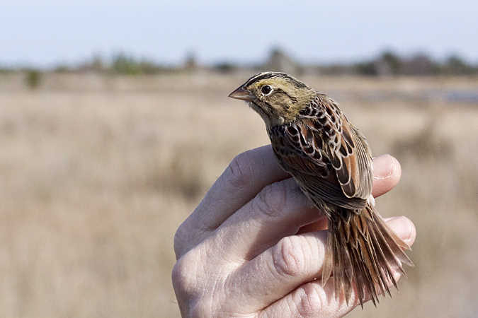 Henslow's Sparrow, Weekiwachee Preserve, Hernando County, Florida by Richard L. Becker