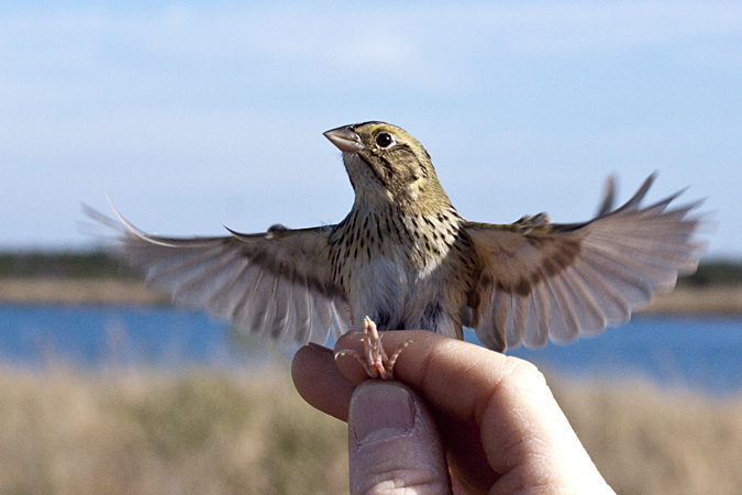 Henslow's Sparrow, Weekiwachee Preserve, Hernando County, Florida by Richard L. Becker