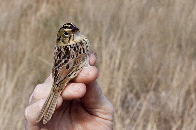 Henslow's Sparrow, Weekiwachee Preserve, Hernando County, Florida by Richard L. Becker