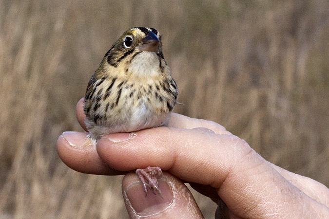 Henslow's Sparrow, Weekiwachee Preserve, Hernando County, Florida by Richard L. Becker