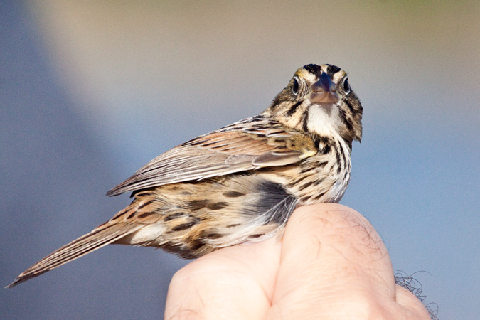 Henslow's Sparrow, Weekiwachee Preserve, Hernando County, Florida by Richard L. Becker