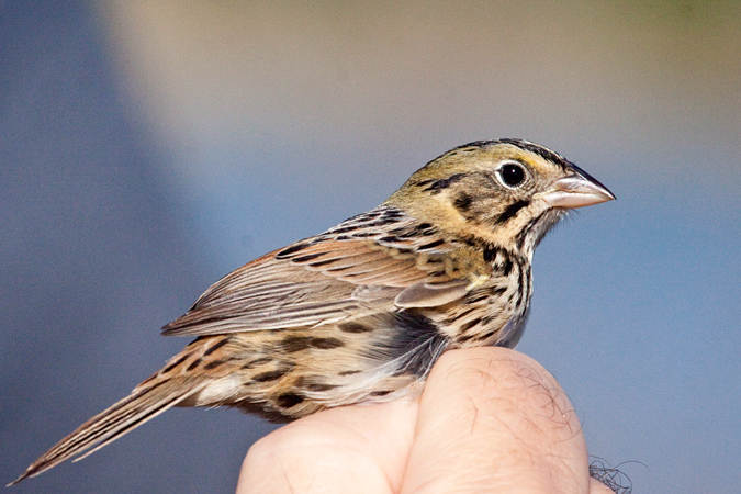 Henslow's Sparrow, Weekiwachee Preserve, Hernando County, Florida by Richard L. Becker