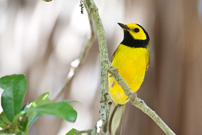 Hooded Warbler, Fort De Soto County Park, Florida by Richard L. Becker