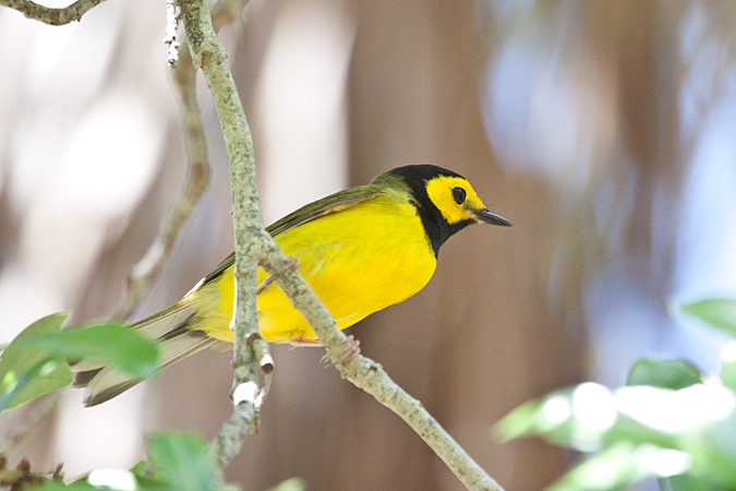 Hooded Warbler, Fort De Soto County Park, Florida by Richard L. Becker