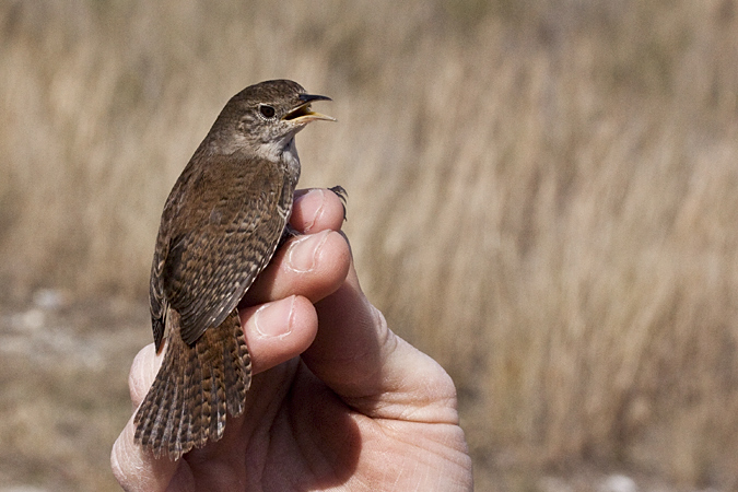 House Wren, Weekiwachee Preserve, Hernando County, Florida by Richard L. Becker