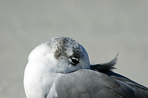 Laughing Gull, Fort De Soto Park, Pinellas, County, Florida