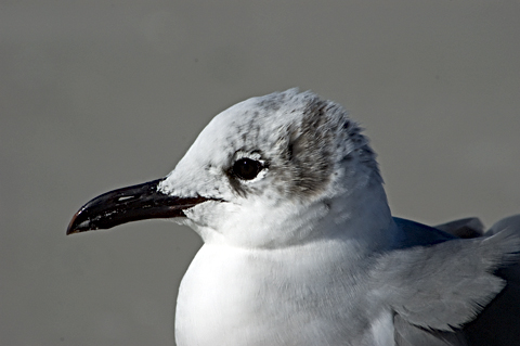 Laughing Gull, Fort De Soto Park, Pinellas, County, Florida