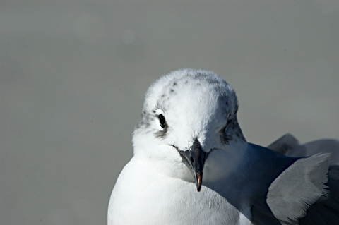 Laughing Gull, Fort De Soto Park, Pinellas, County, Florida