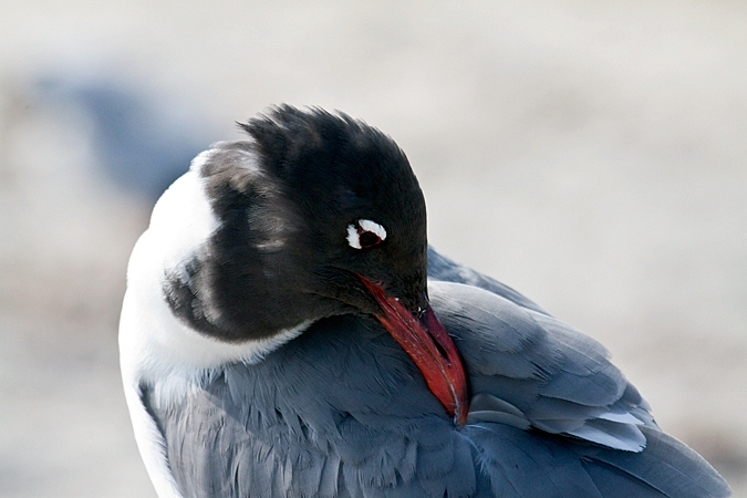 Laughing Gull, Fort De Soto Park, Pinellas, County, Florida