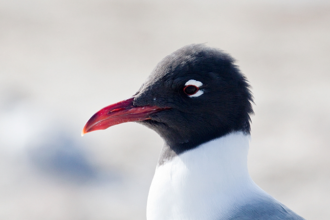 Laughing Gull, Fort De Soto Park, Pinellas, County, Florida