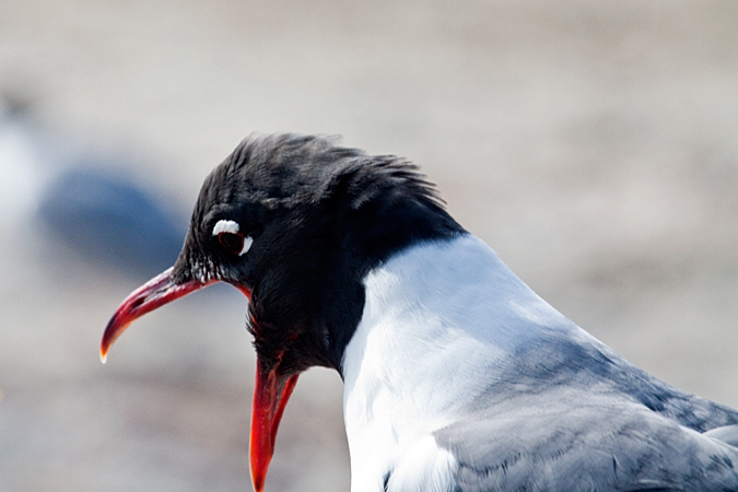 Laughing Gull, Fort De Soto Park, Pinellas, County, Florida