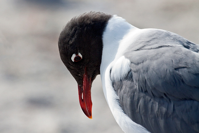 Laughing Gull, Fort De Soto Park, Pinellas, County, Florida