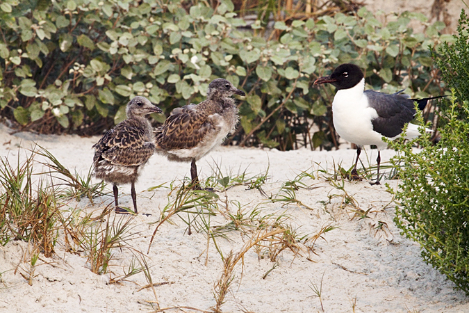 Juvenile and Adult Laughing Gulls, Huguenot Memorial Park, Jacksonville, Florida