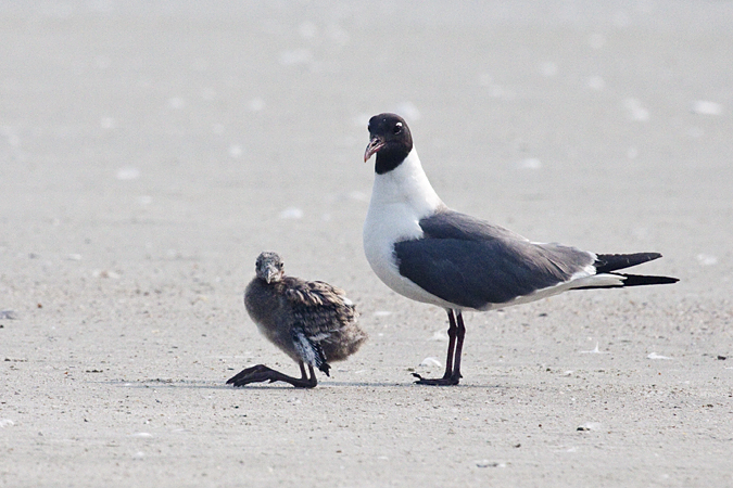 Juvenile and Adult Laughing Gulls, Huguenot Memorial Park, Jacksonville, Florida