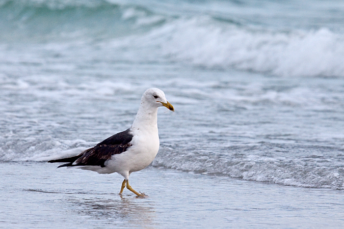 Lesser Black-backed Gull at Long Boat Key, Florida