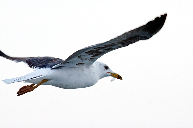 Lesser Black-backed Gull at Long Boat Key, Florida