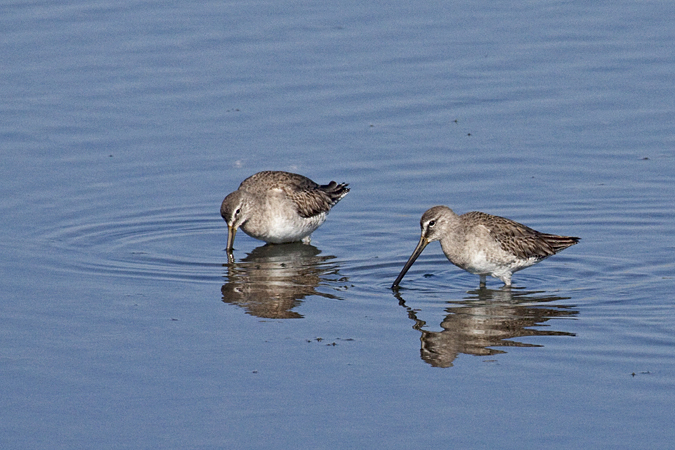 Long-billed Dowitcher, Merritt Island NWR, Florida