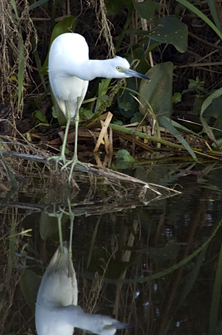 Immature Little Blue Heron, Clay Island, Lake Apopka Restoration Area, Florida