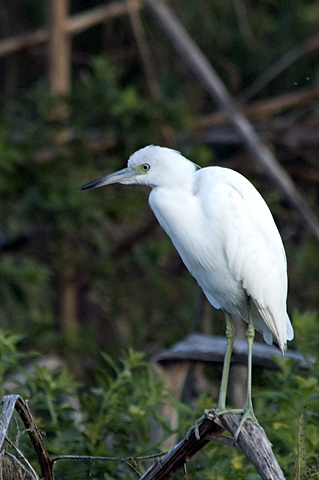 Immature Little Blue Heron, Clay Island, Lake Apopka Restoration Area, Florida