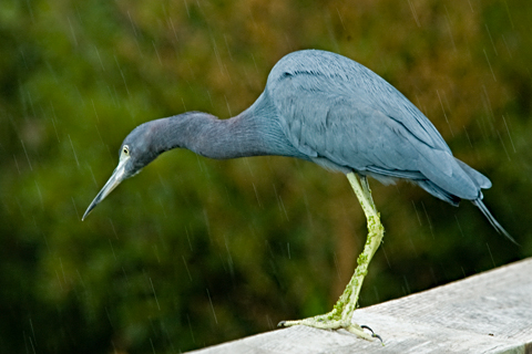 Little Blue Heron, Green Cay Wetlands, Boynton Beach, Florida