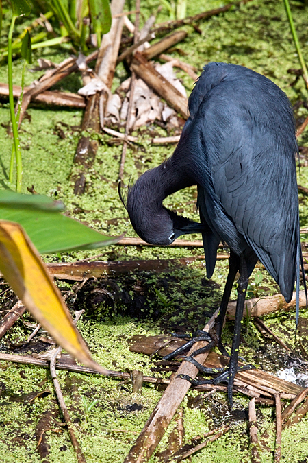 Little Blue Heron, Wakodahatchee Wetlands, Boynton Beach, Florida