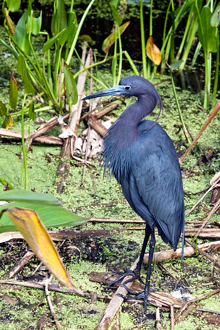 Little Blue Heron, Wakodahatchee Wetlands, Boynton Beach, Florida