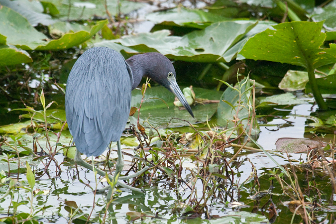 Little Blue Heron, Brandon, Florida