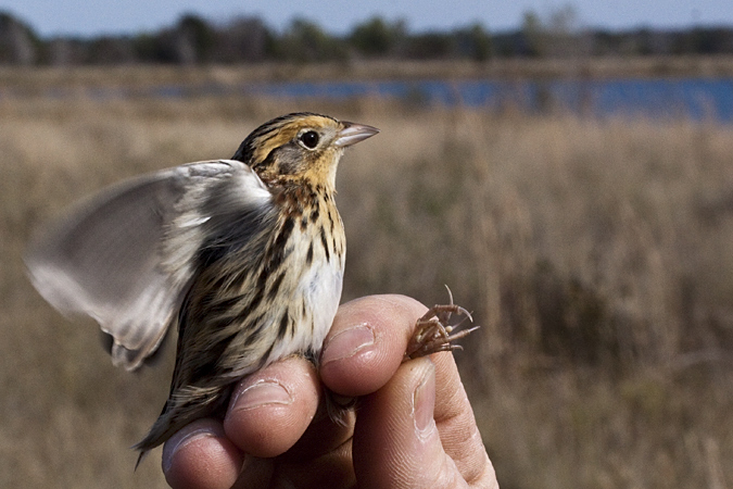 Le Conte's Sparrow, Weekiwachee Preserve, Hernando County, Florida by Richard L. Becker